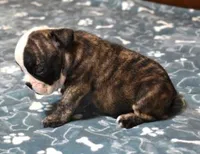 NOAH - BRINDLE, a male English Bulldog for sale in Marshfield, MO – 4 of 4
