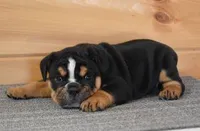 FLASH AKC BLACK TRI, a female English Bulldog for sale in Marshfield, MO – Photo 2 of 4