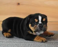 FLASH AKC BLACK TRI, a female English Bulldog for sale in Marshfield, MO – Photo 4 of 4