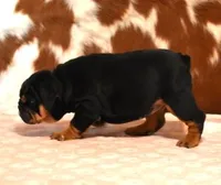 FLIRT BLACK TRI, a female English Bulldog for sale in Marshfield, MO – 4 of 5