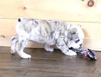 NOVA - RED MERLE, a female English Bulldog for sale in Marshfield, MO – 6 of 7