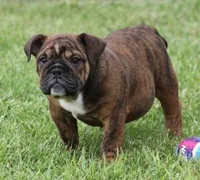 FIFI CHOCOLATE BRINDLE, a female English Bulldog for sale in Marshfield, MO – 1 of 6