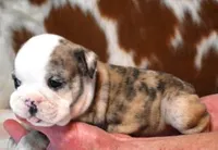 NOVA - RED MERLE, a female English Bulldog for sale in Marshfield, MO – 2 of 4