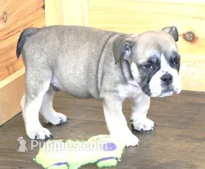GABE RED & WHITE – English Bulldog puppy for sale in Marshfield, MO