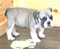 GABE RED & WHITE, a male English Bulldog for sale in Marshfield, MO – 1 of 6