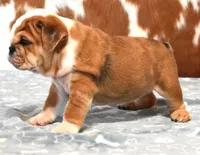 FREDDY  RED MERLE, a male English Bulldog for sale in Marshfield, MO – 4 of 5