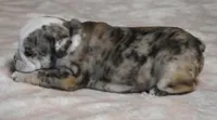 NOVA - RED MERLE, a female English Bulldog for sale in Marshfield, MO – 4 of 4