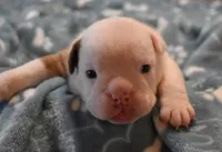 THOR CHOCOLATE & WHITE, a male English Bulldog for sale in Marshfield, MO – 2 of 3