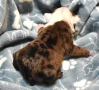 FLASH - RED MERLE, a male English Bulldog for sale in Marshfield, MO – 2 of 4