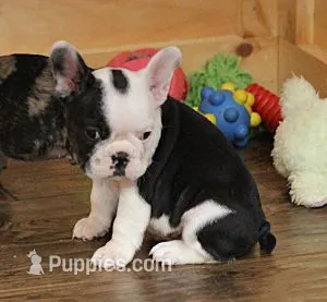 IRIS BLACK & WHITE – French Bulldog puppy for sale in Marshfield, MO