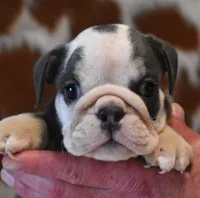 BRANDY - BLUE TRI, a female English Bulldog for sale in Marshfield, MO – 4 of 5