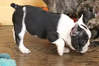 IRIS BLACK & WHITE, a female French Bulldog for sale in Marshfield, MO – 4 of 5