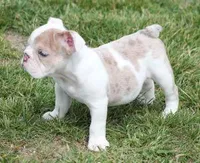 ROSE LILAC MERLE, a female English Bulldog for sale in Marshfield, MO – Photo 3 of 4