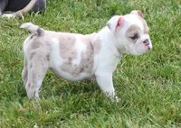 ROSE LILAC MERLE, a female English Bulldog for sale in Marshfield, MO – Photo 4 of 4
