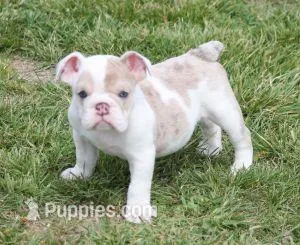 ROSE LILAC MERLE – English Bulldog puppy for sale in Marshfield, MO