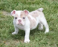 ROSE LILAC MERLE, a female English Bulldog for sale in Marshfield, MO – Photo 1 of 4