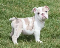 ROSE LILAC MERLE, a female English Bulldog for sale in Marshfield, MO – Photo 2 of 4