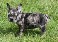 CANDY BLUE MERLE, a female French Bulldog for sale in Marshfield, MO – 4 of 4