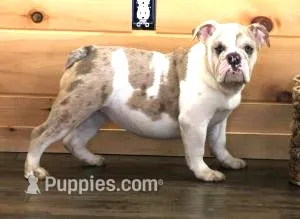 ROSE LILAC MERLE – English Bulldog puppy for sale in Marshfield, MO