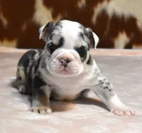 TINA - BLUE MERLE, a female English Bulldog for sale in Marshfield, MO – 2 of 4