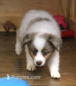 TOBY RED MERLE "REDUCED PRICE" – Toy Australian Shepherd puppy for sale in Marshfield, MO