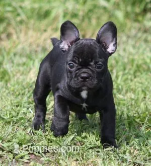 IVY – French Bulldog puppy for sale in Marshfield, MO