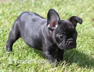 IZZY - BLACK & WHITE – French Bulldog puppy for sale in Marshfield, MO