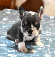 TURBO - BLUE TRI, a male English Bulldog for sale in Marshfield, MO – 3 of 4