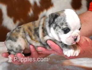 NOVA - RED MERLE – English Bulldog puppy for sale in Marshfield, MO