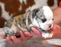 NOVA - RED MERLE, a female English Bulldog for sale in Marshfield, MO – 1 of 4