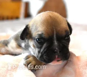 HALEY FAWN & WHITE – English Bulldog puppy for sale in Marshfield, MO