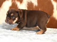 TANK - CHOCOLATE & TAN, a male English Bulldog for sale in Marshfield, MO – 4 of 5