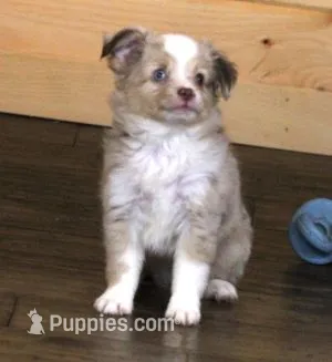 Trent  RED MERLE "REDUCED" – Toy Australian Shepherd puppy for sale in Marshfield, MO