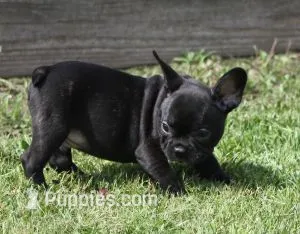IGGY  – French Bulldog puppy for sale in Marshfield, MO