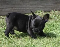 IGGY , a male French Bulldog for sale in Marshfield, MO – 1 of 3