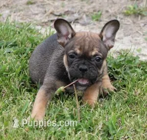EVAN  – French Bulldog puppy for sale in Marshfield, MO