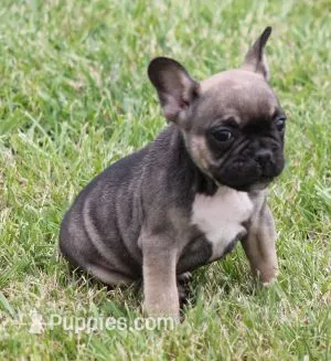 ELMO – French Bulldog puppy for sale in Marshfield, MO