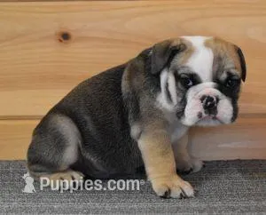 FREDDIE, RED SABLE, AKC