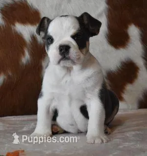 TORI BLUE TRI – English Bulldog puppy for sale in Marshfield, MO