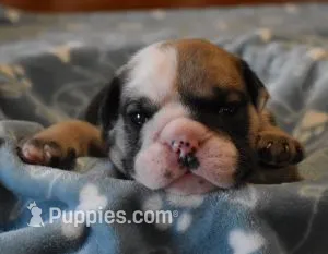 FREDDIE, RED SABLE, AKC