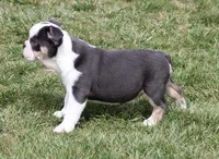 TORI BLUE TRI, a female English Bulldog for sale in Marshfield, MO – Photo 3 of 4