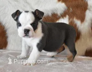 TORI BLUE TRI – English Bulldog puppy for sale in Marshfield, MO