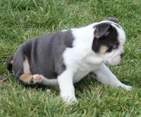 TORI BLUE TRI, a female English Bulldog for sale in Marshfield, MO – Photo 4 of 4