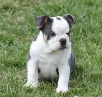 TORI BLUE TRI, a female English Bulldog for sale in Marshfield, MO – Photo 2 of 4