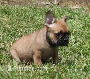 SNOOPY RED – French Bulldog puppy for sale in Marshfield, MO