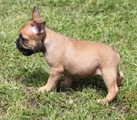 SNOOPY RED, a male French Bulldog for sale in Marshfield, MO – 5 of 5