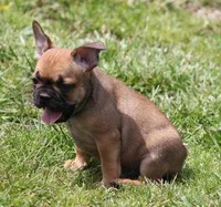 SNOOPY RED, a male French Bulldog for sale in Marshfield, MO – 4 of 5