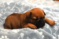 SNOOPY RED, a male French Bulldog for sale in Marshfield, MO – Photo 2 of 4