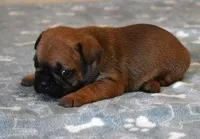 SNOOPY RED, a male French Bulldog for sale in Marshfield, MO – Photo 3 of 4