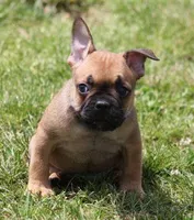 SNOOPY RED, a male French Bulldog for sale in Marshfield, MO – 3 of 5